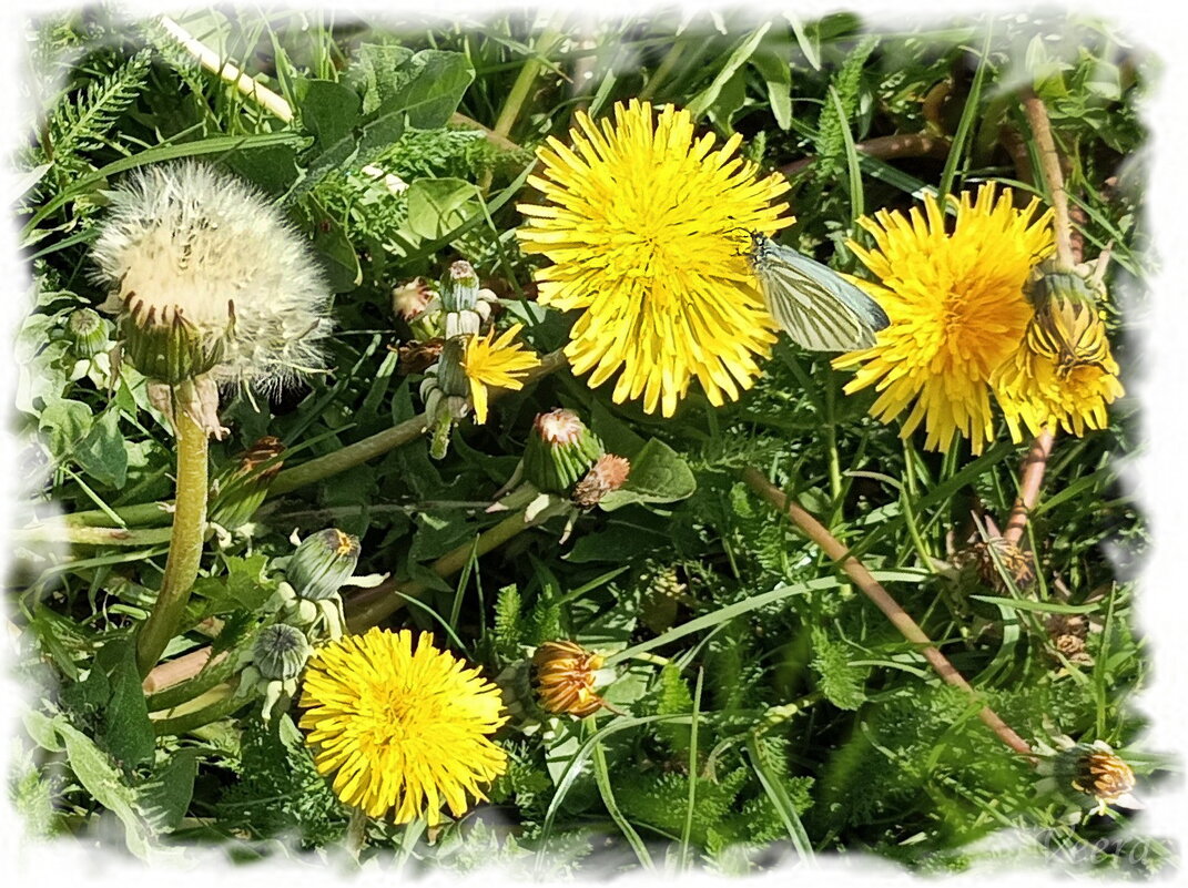 Одуванчики, один уже поседел ) - Veera V Одуванчики, один уже поседел ) - Veera V