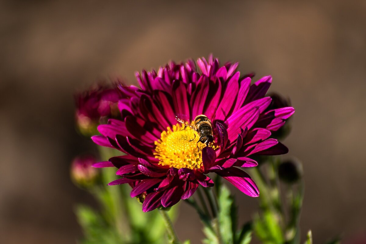 Астра - Игорь Сикорский Астра - Игорь Сикорский