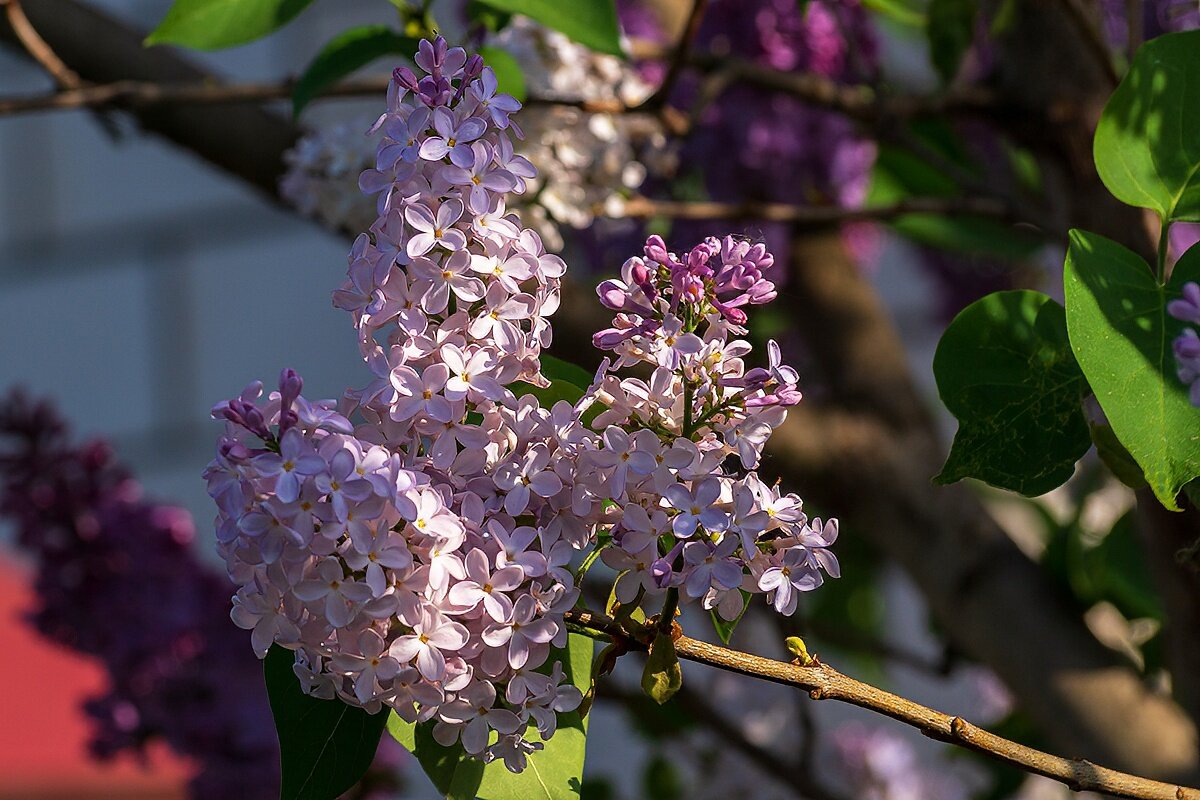 Сирень - Игорь Сикорский Сирень - Игорь Сикорский