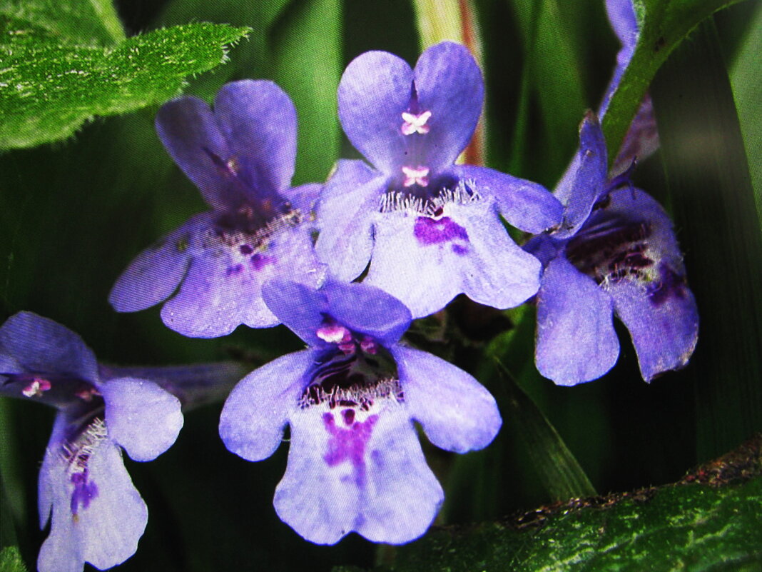 Нежность - Людмила Смородинская Нежность - Людмила Смородинская