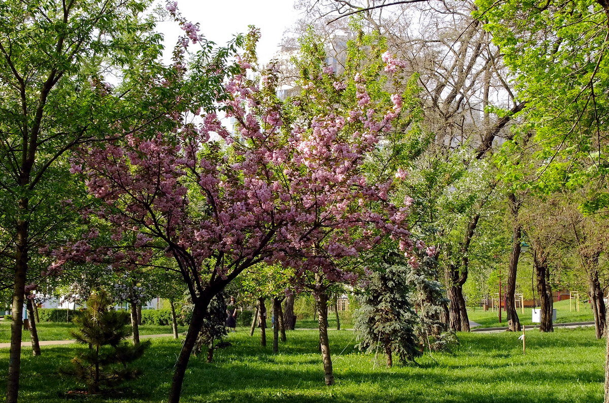 Гуляя по парку - Фёдор Меркурьев