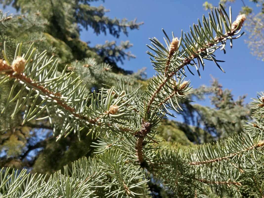 Еловая веточка - Андрей Хлопонин Еловая веточка - Андрей Хлопонин
