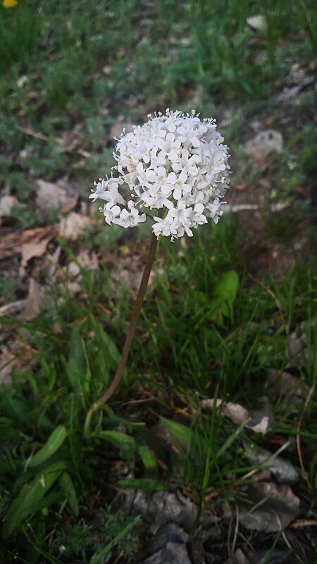 апрельский цветочек - Елена Шаламова