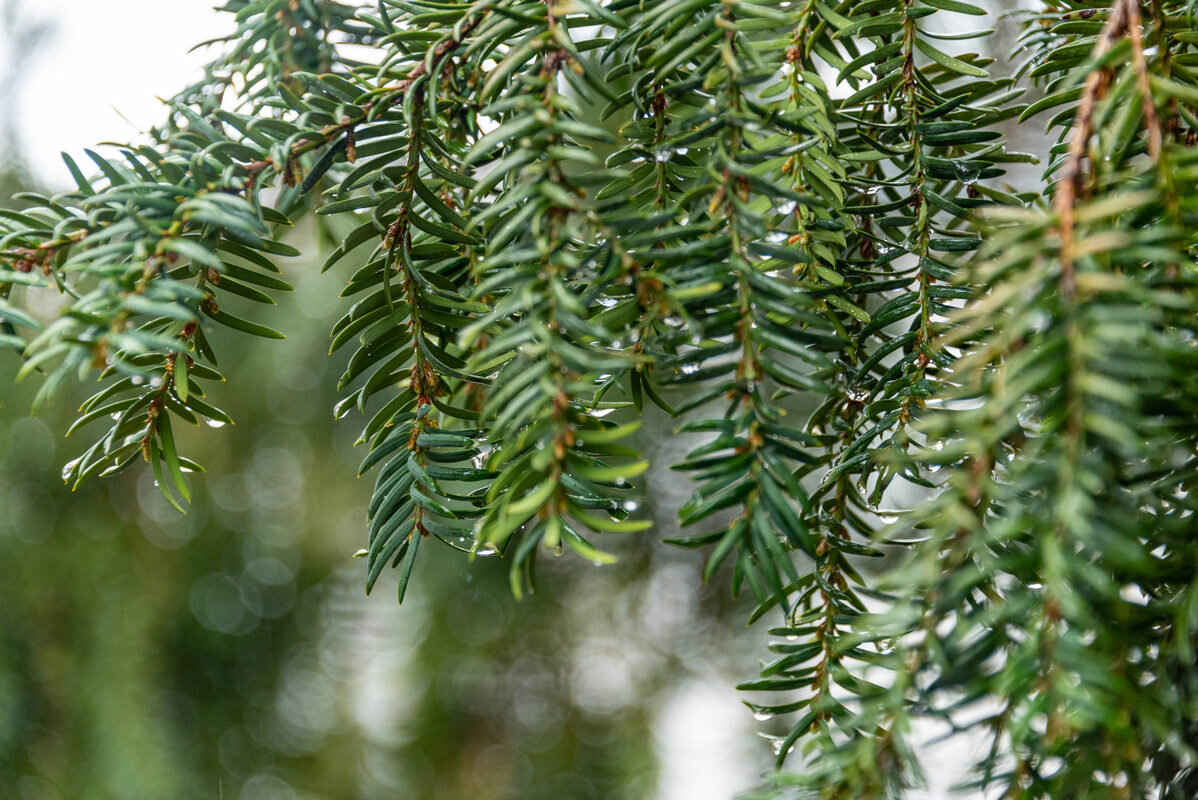 *** - Дмитрий Лупандин *** - Дмитрий Лупандин