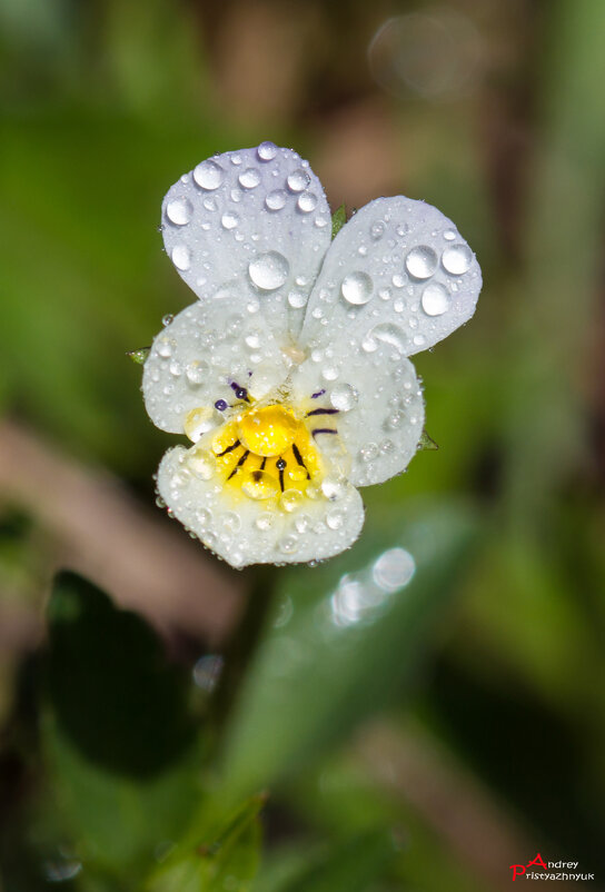 Цветочек - Андрей Пристяжнюк