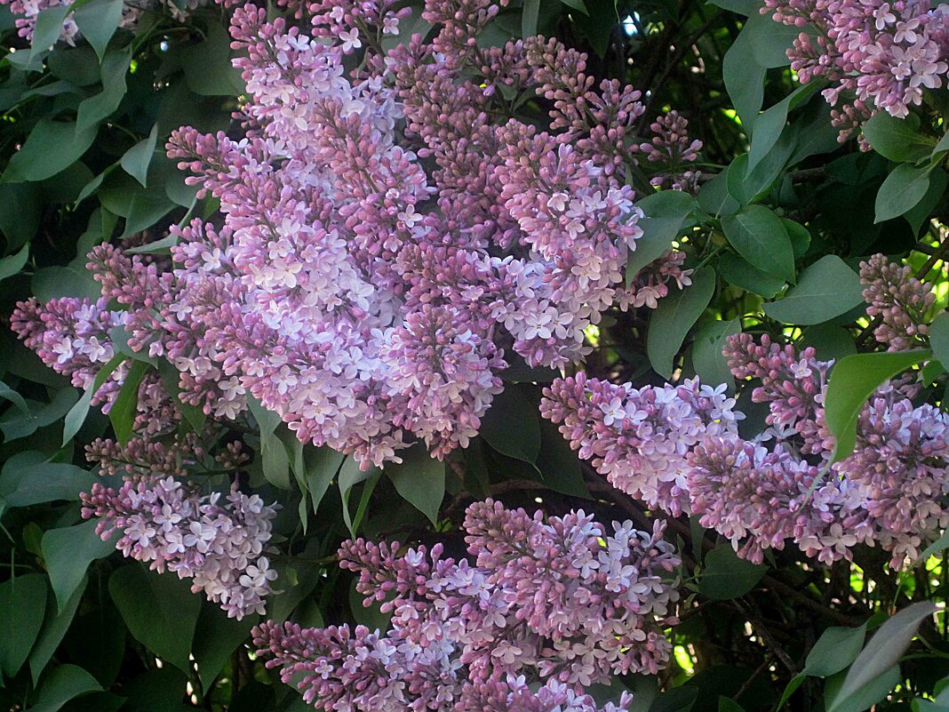 сС 1 МАЕМ.С ПРАЗДНИКОМ ВЕСНЫ! СЧАСТЬЯ,МИРА,ДОБРА! - Елена Семигина