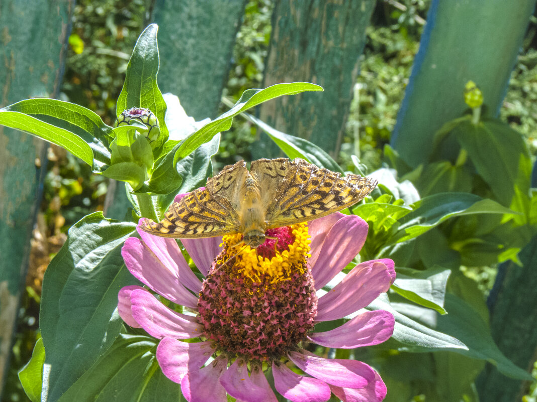Ястребиный мотылёк на цветке - Валентин Семчишин Ястребиный мотылёк на цветке - Валентин Семчишин