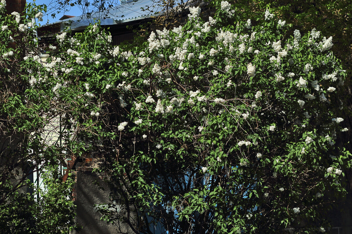 Первомайский цвет! - Юрий Гайворонскiий Первомайский цвет! - Юрий Гайворонскiий