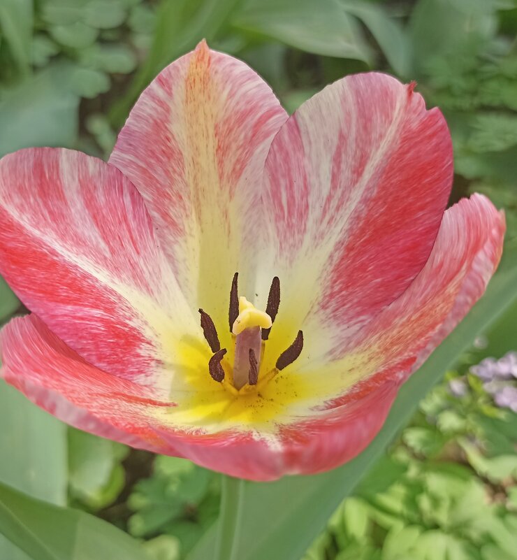 Время тюльпанов. - Pippa 