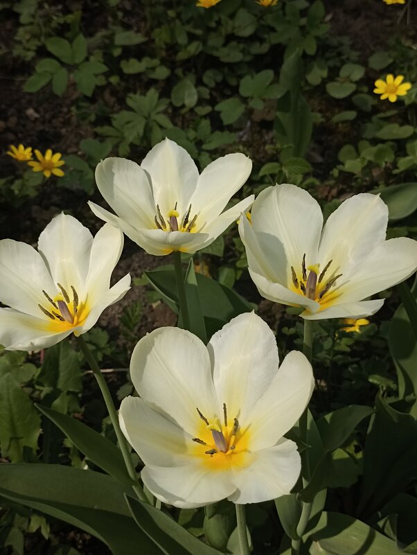 Время тюльпанов - Pippa Время тюльпанов - Pippa