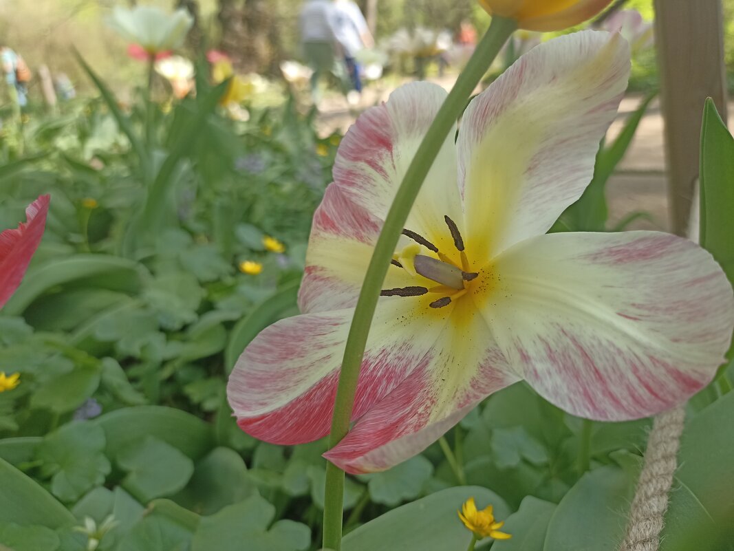 Время тюльпанов. - Pippa 