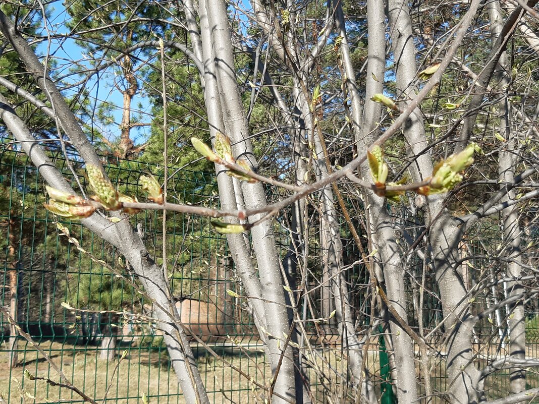Погода в апреле - Галина Минчук Погода в апреле - Галина Минчук