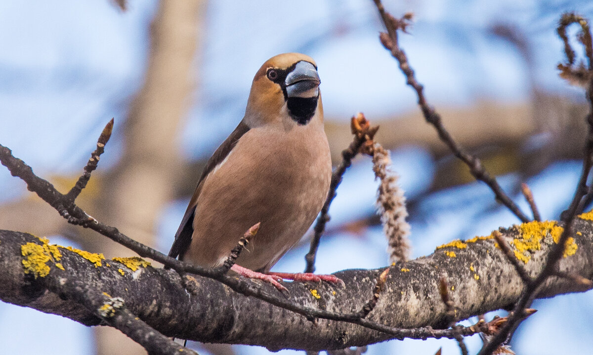 Дубонос - Владимир Безбородов