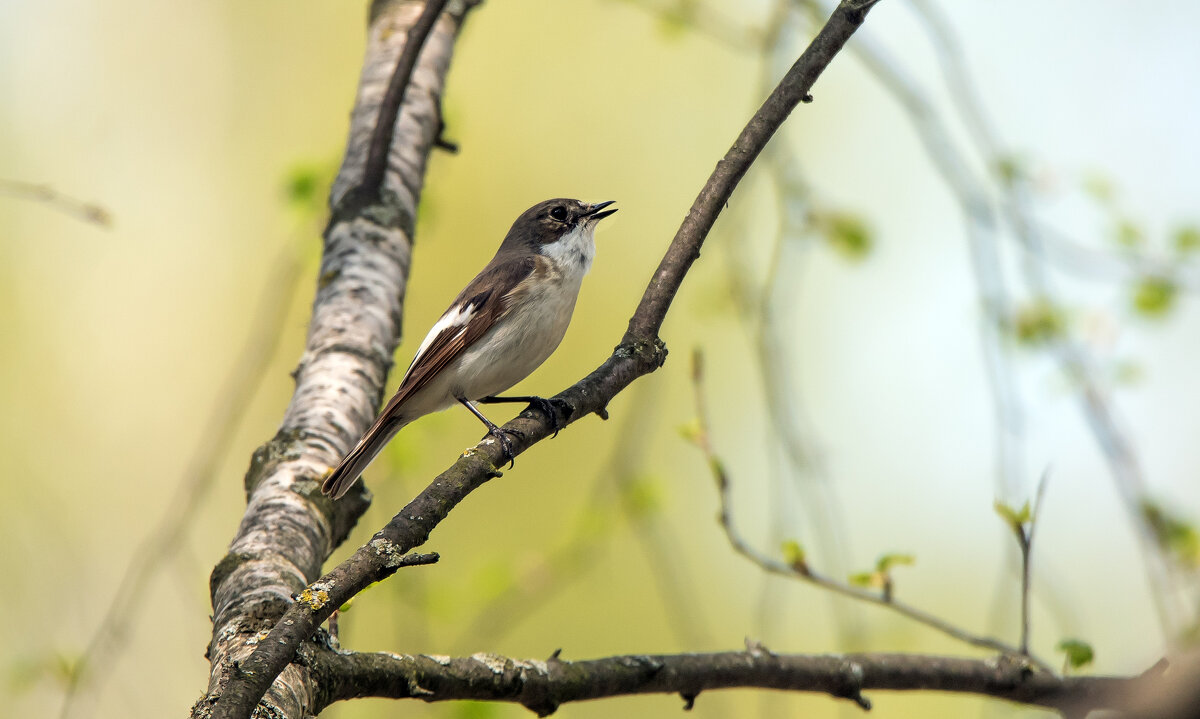 Мухоловка-пеструшка - Владимир Безбородов