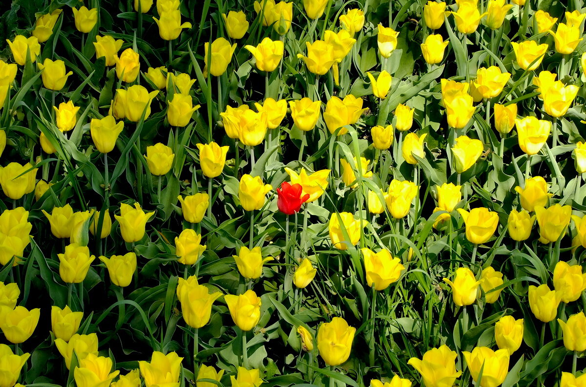 С Первомаем , дорогие товарищи !!! - Фёдор Меркурьев С Первомаем , дорогие товарищи !!! - Фёдор Меркурьев
