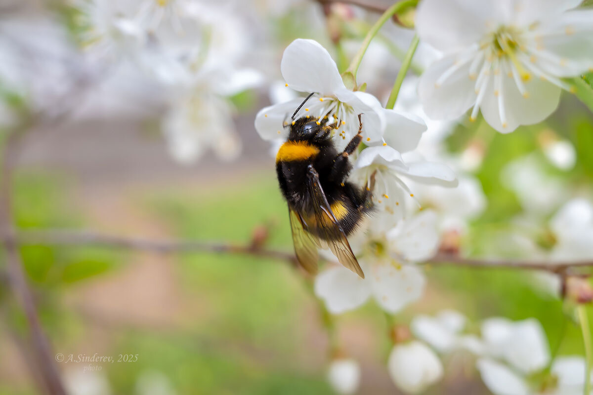 Шмель на ветке вишни - Александр Синдерёв