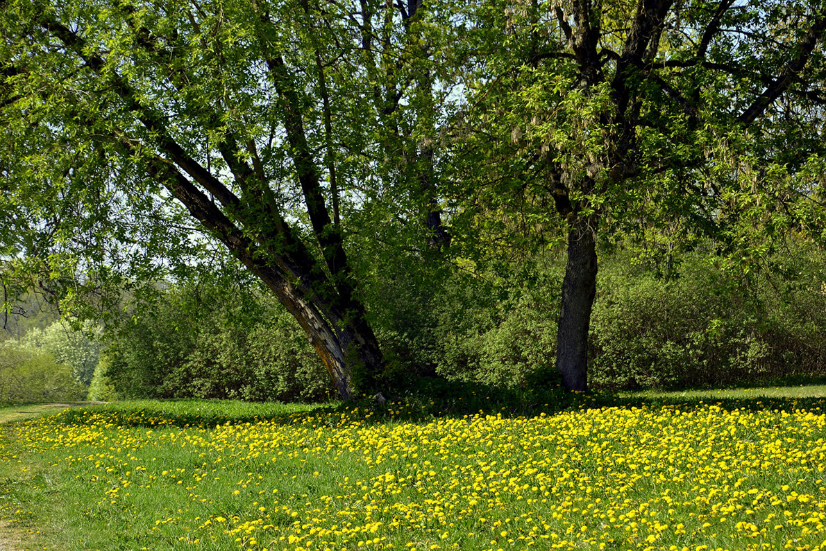 Время одуванчиков.... - Aleksandr Gal Время одуванчиков.... - Aleksandr Gal