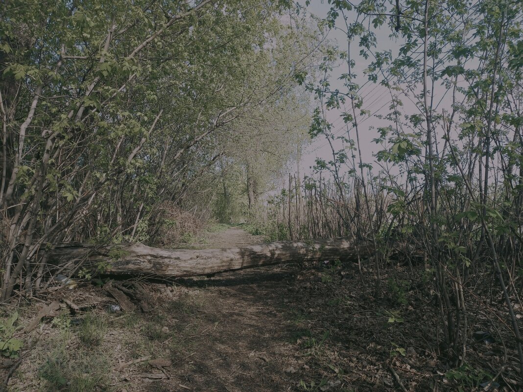 Природный шлагбаум - Игорь Солдаткин