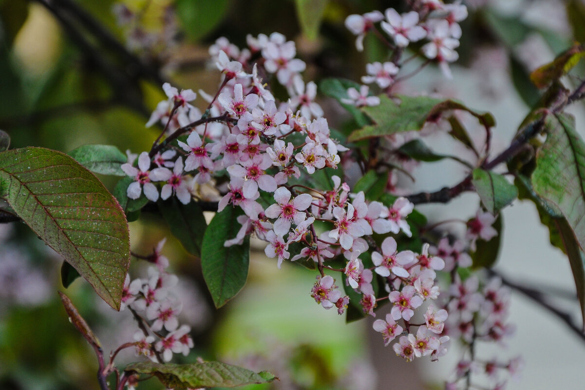 Розовая черёмуха Колората - Татьяна Машошина Розовая черёмуха Колората - Татьяна Машошина