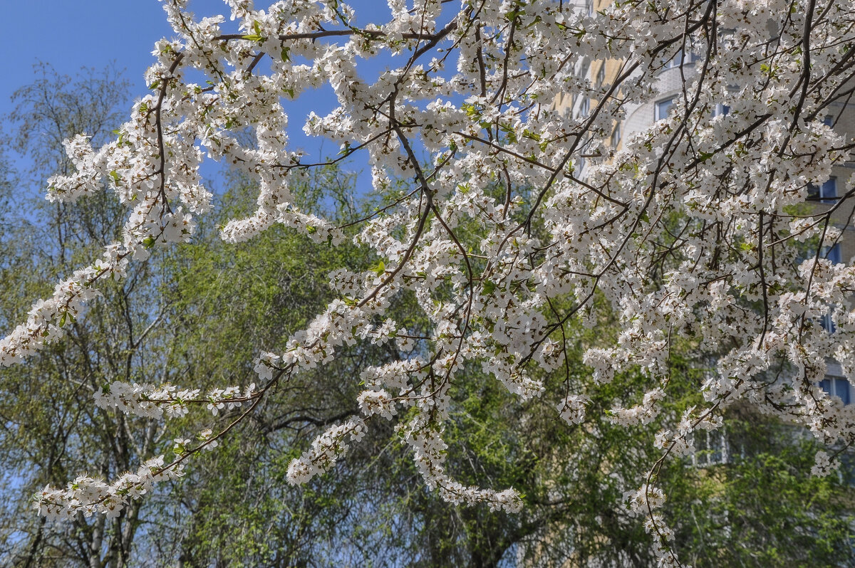 Цветущий апрель - Татьяна Машошина