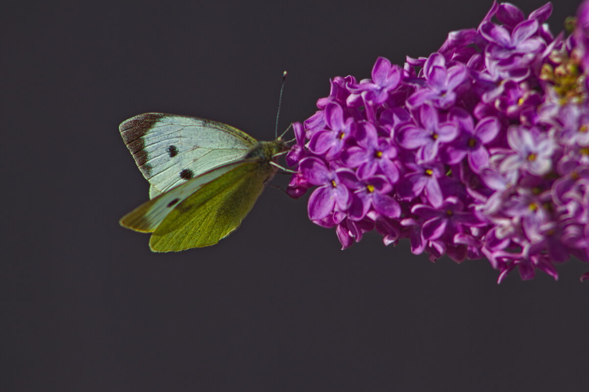 Капустница - Giant Tao / Капустница - Giant Tao /