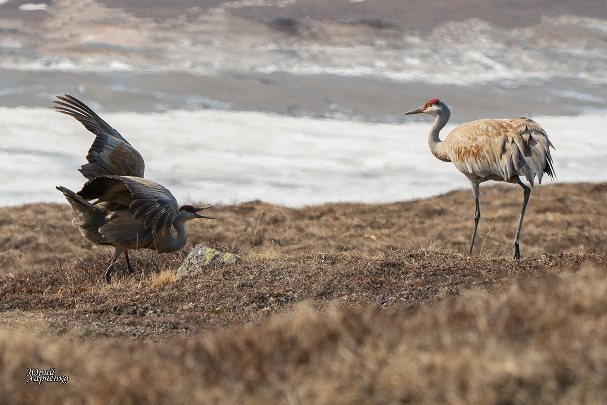Канадский журавль. - Юрий Харченко