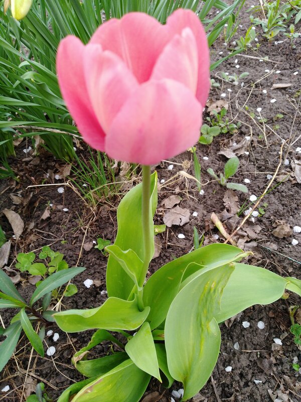 Тюльпан - Нина Колгатина Тюльпан - Нина Колгатина