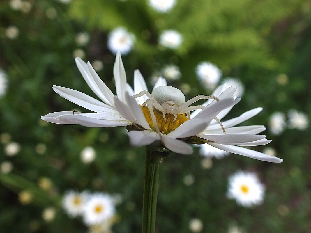 ** - Зоя Мишина ** - Зоя Мишина