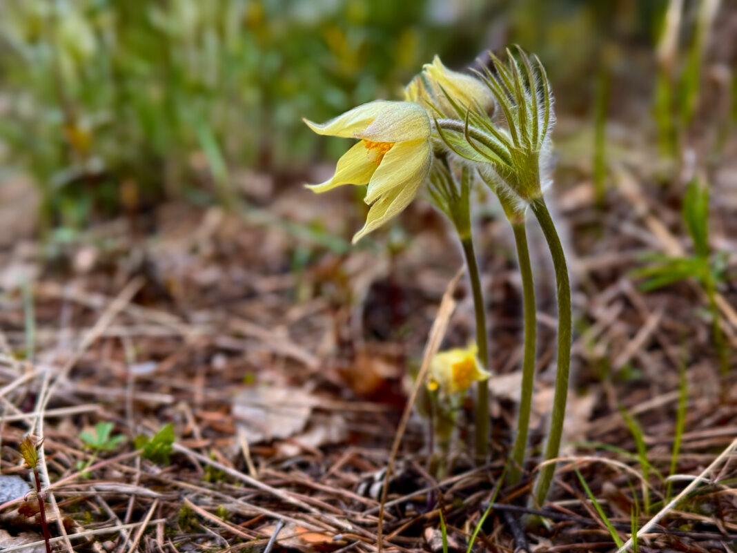 Прострел - Сергей Адигамов