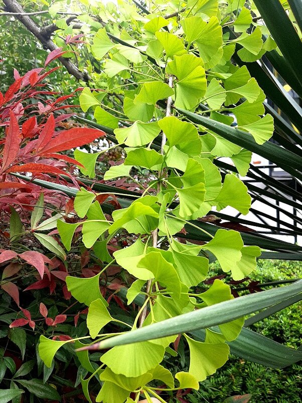 ГИНГО - Tata Wolf