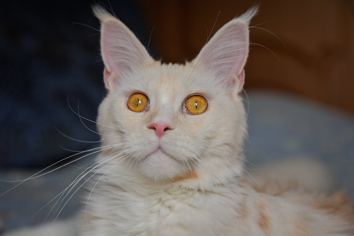 Эльза. - Борис Калитенко