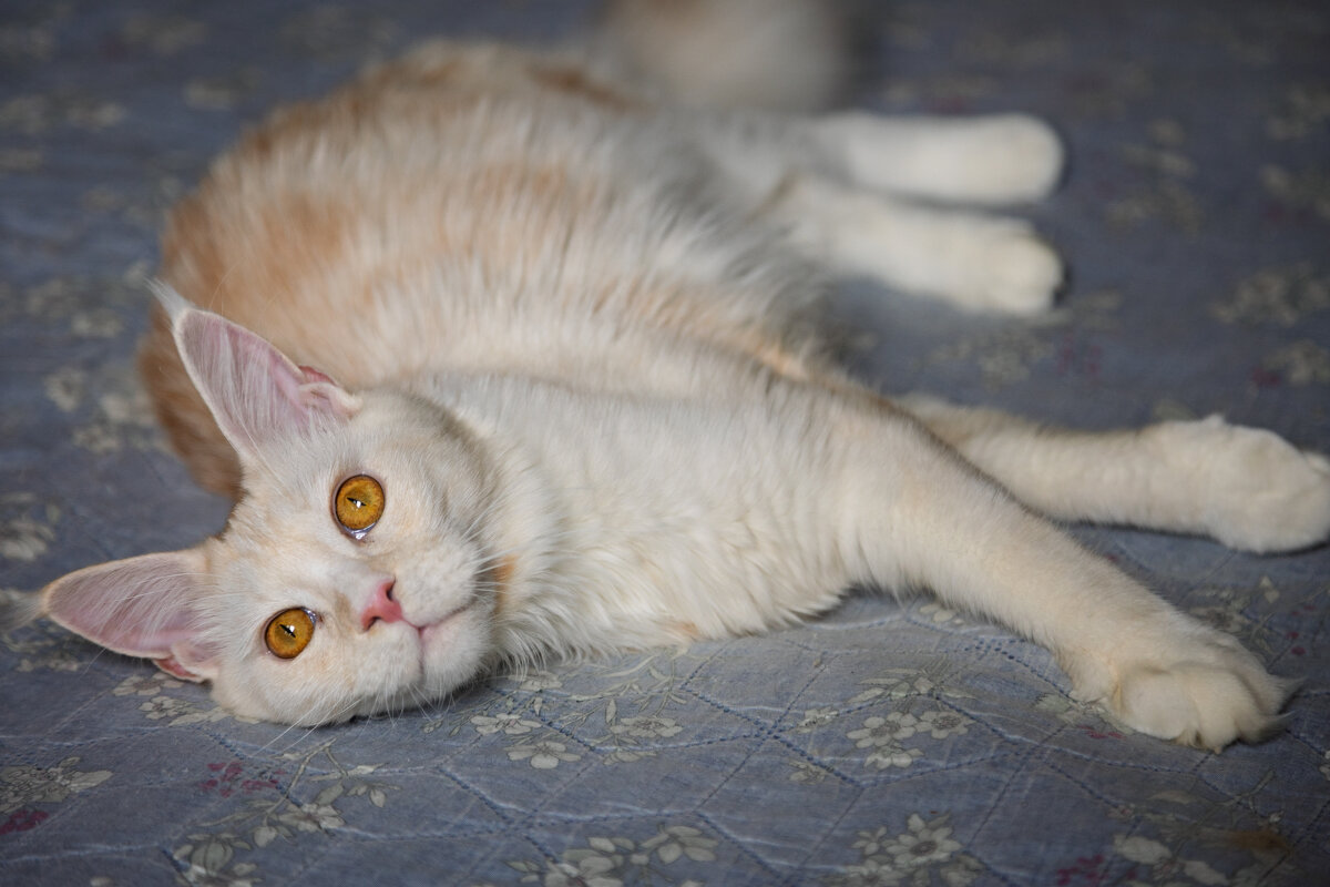 Эльза. - Борис Калитенко