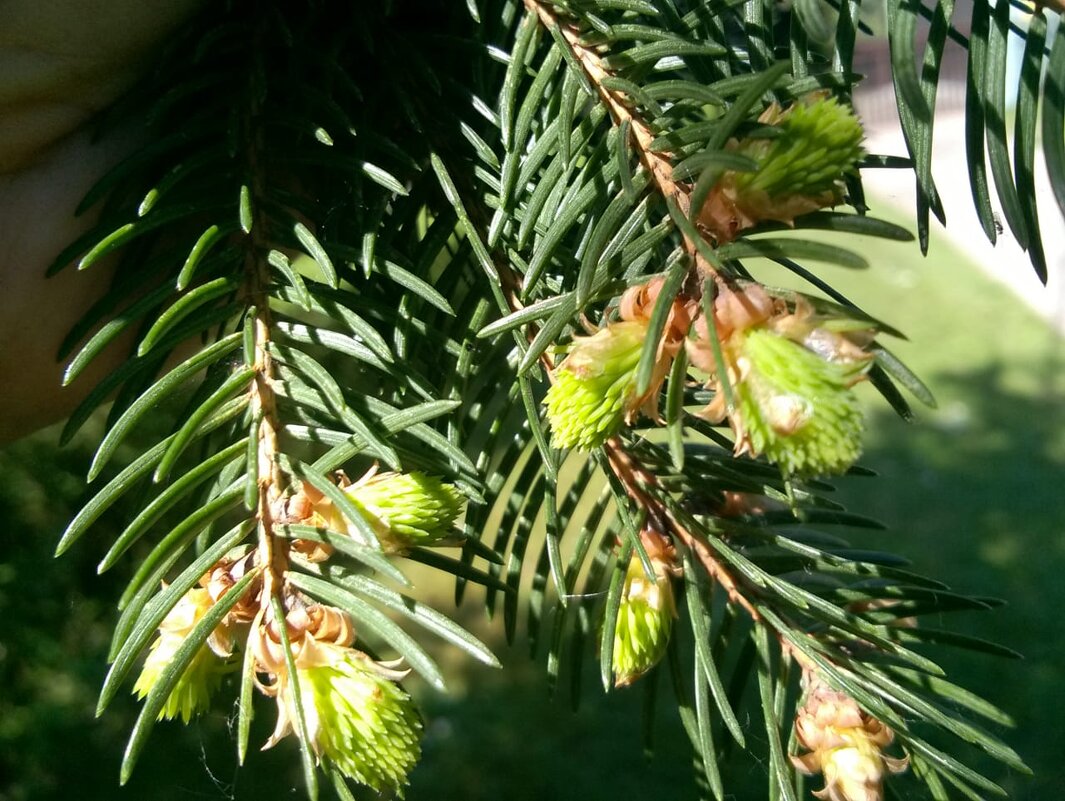 Нежные иголочки - Ольга Лебедева (Беловласова)