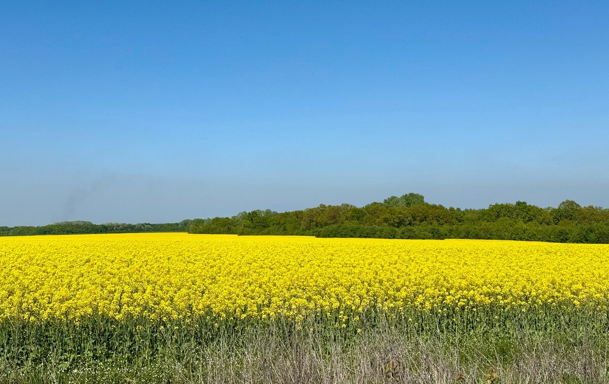 Цветущий рапс - Сергей Б.