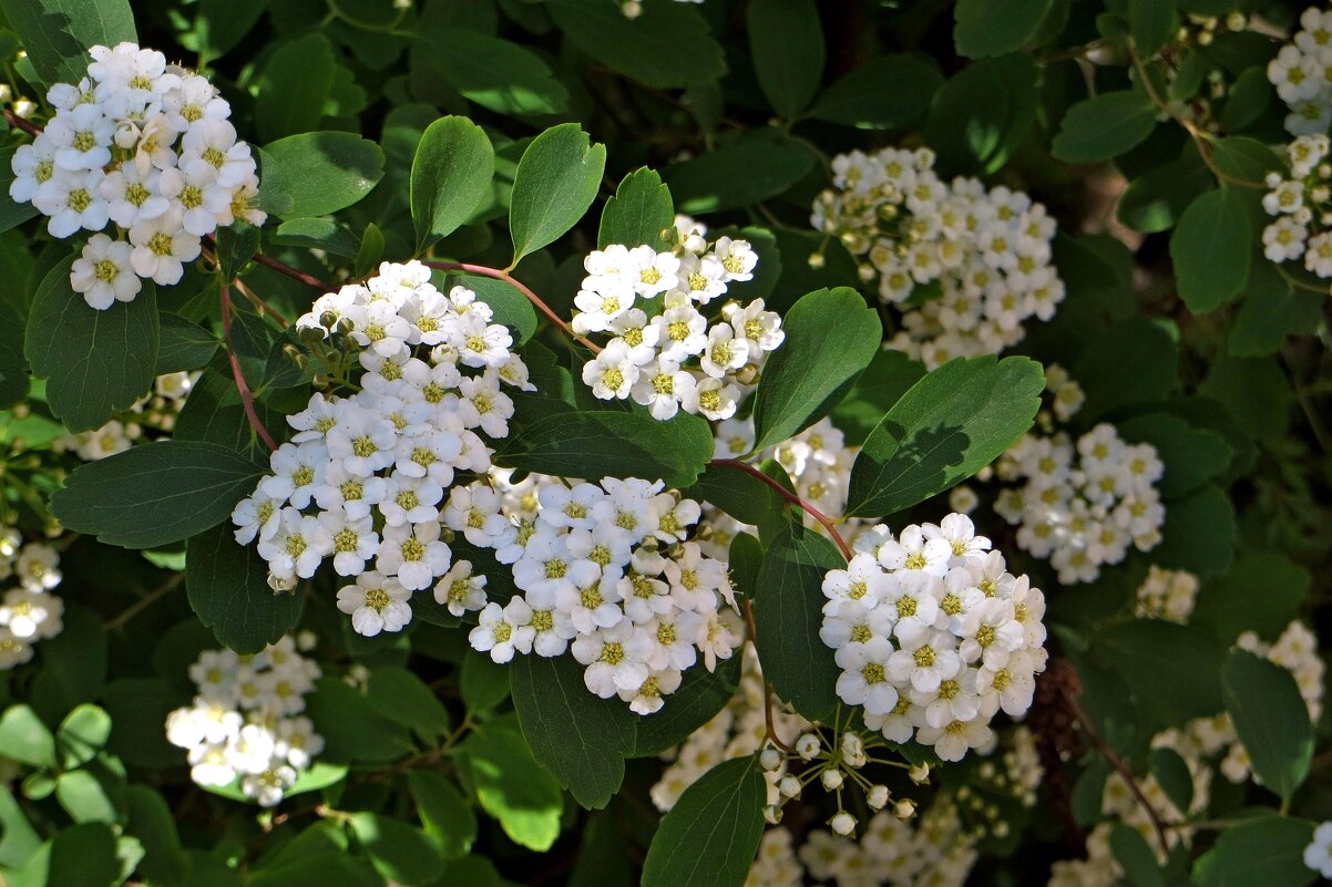 Цветёт душистая спирея - Татьяна Смоляниченко Цветёт душистая спирея - Татьяна Смоляниченко