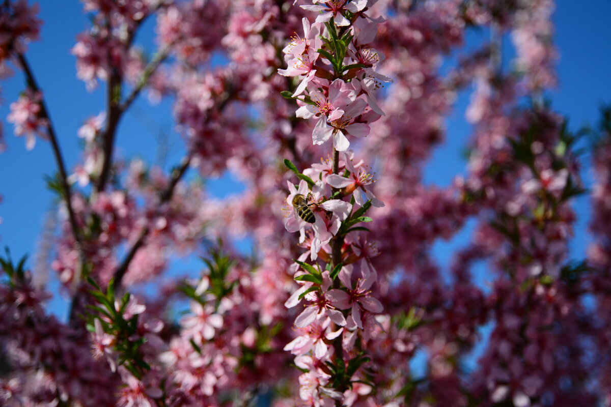 Степной миндаль. - Михаил Колосов Степной миндаль. - Михаил Колосов