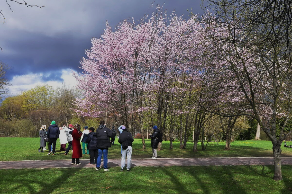 Сакура. - Харис Шахмаметьев Сакура. - Харис Шахмаметьев
