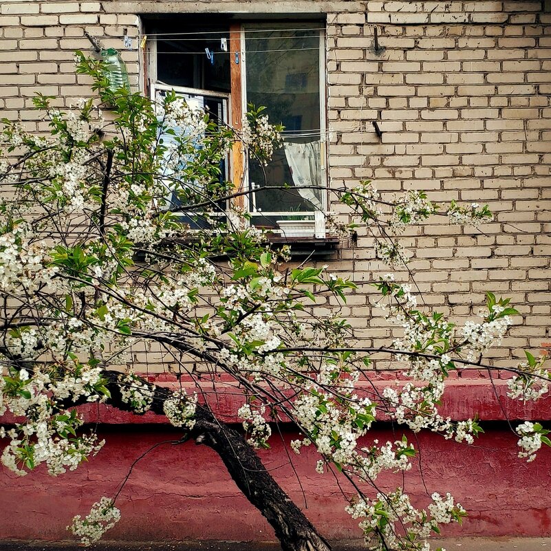 вишня у окна - Любовь вишня у окна - Любовь