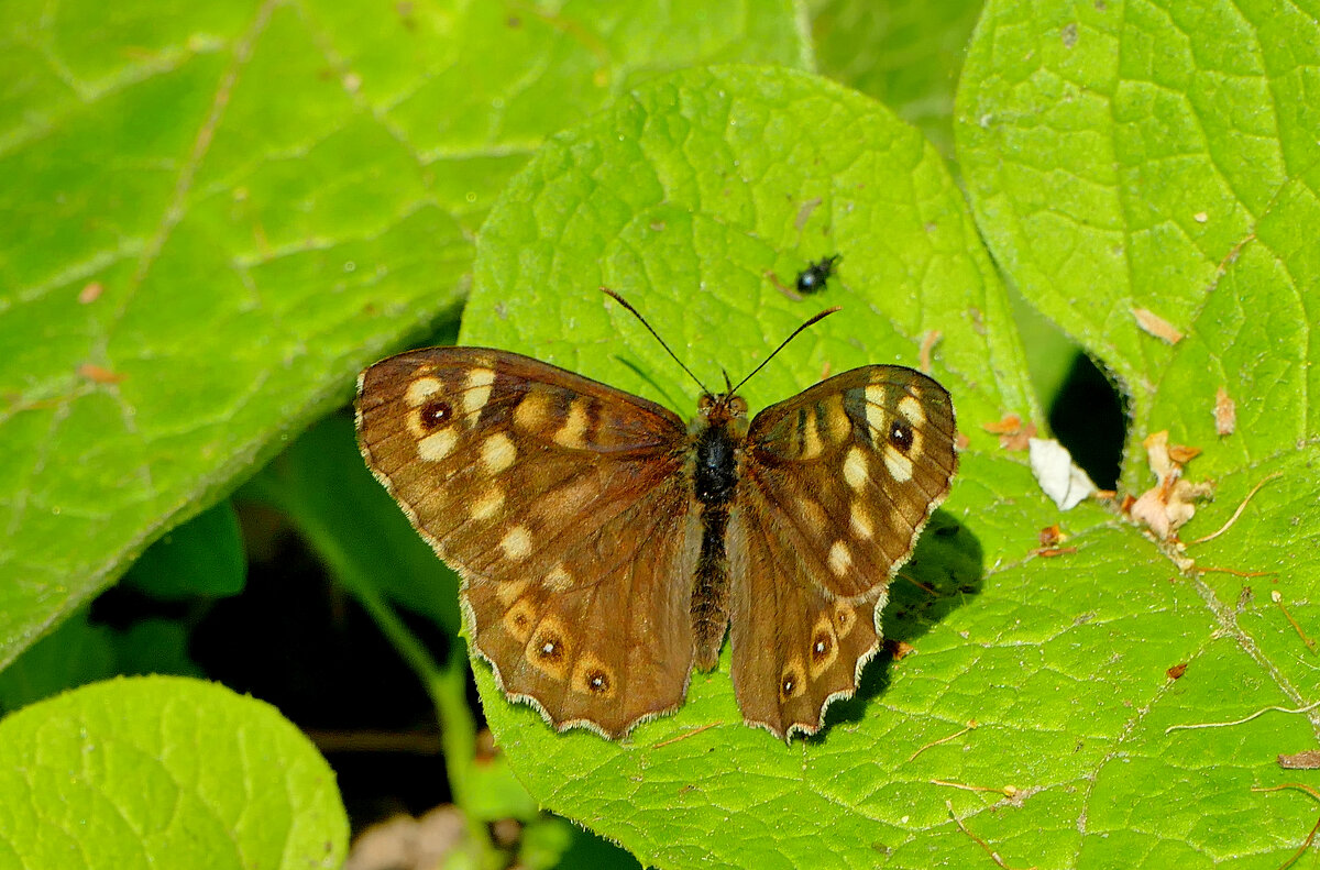 бабочки, снятые 30 апреля 4 - Александр Прокудин бабочки, снятые 30 апреля 4 - Александр Прокудин