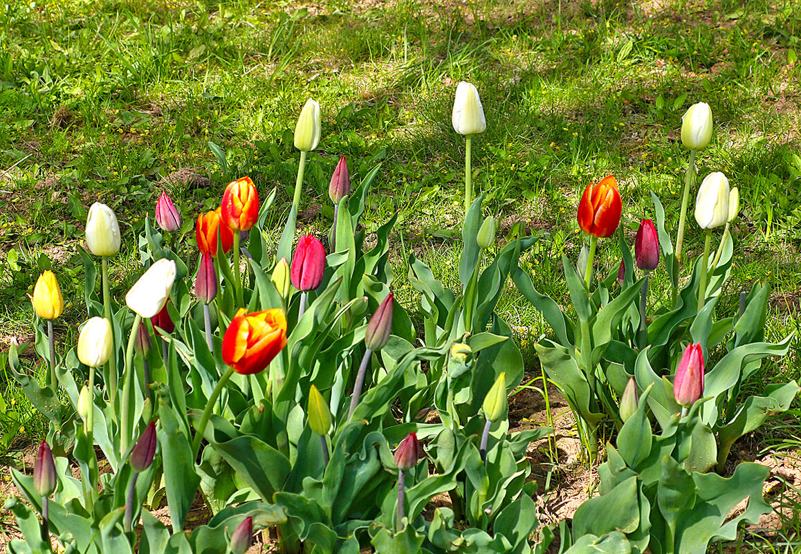 Тюльпанная полянка - Светлана Тюльпанная полянка - Светлана