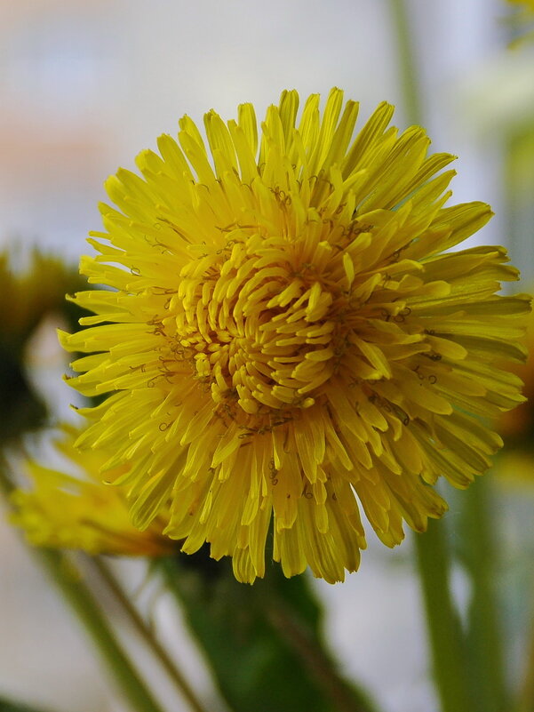 ... - Елена Пономарева