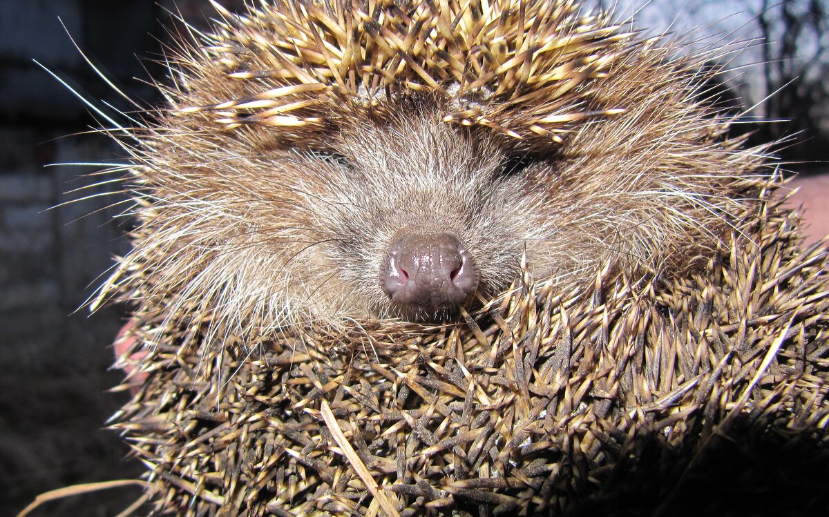 Наши соседи - Наталья Герасимова