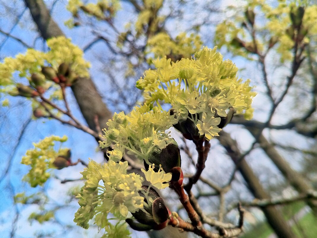 Клён - Сапсан 