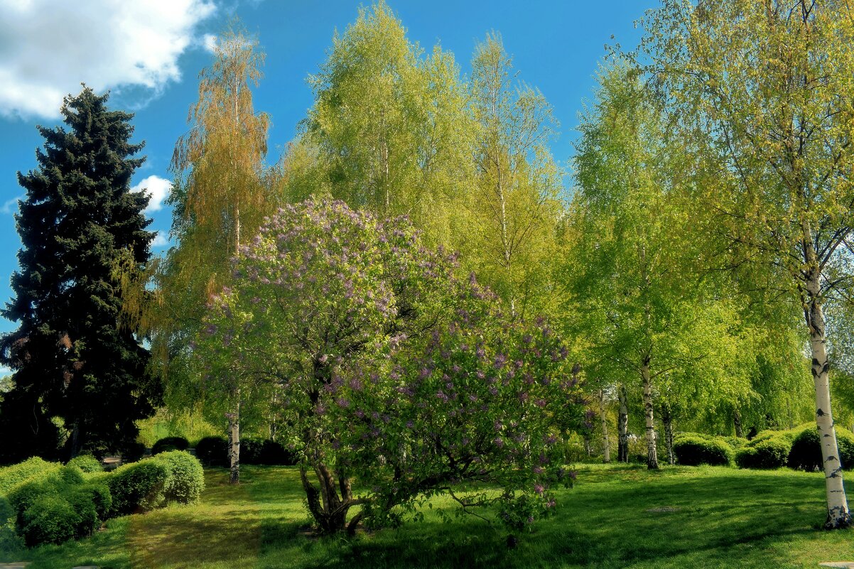 Нежная зелень в центре столицы. - Татьяна Помогалова Нежная зелень в центре столицы. - Татьяна Помогалова
