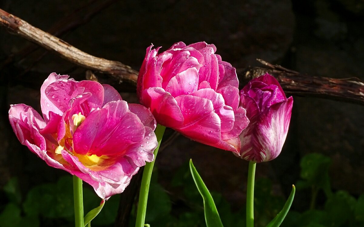 Промокшие от дождя. - Милешкин Владимир Алексеевич 