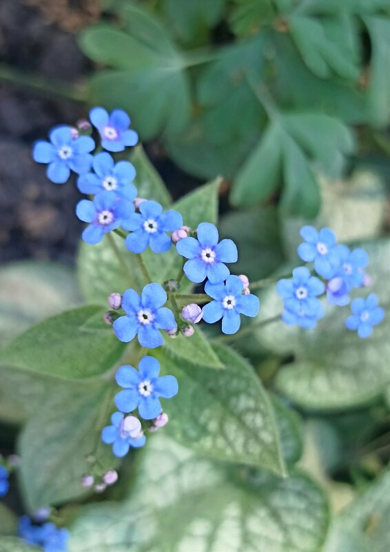 Пришёл яркий солнечный май. - Pippa 