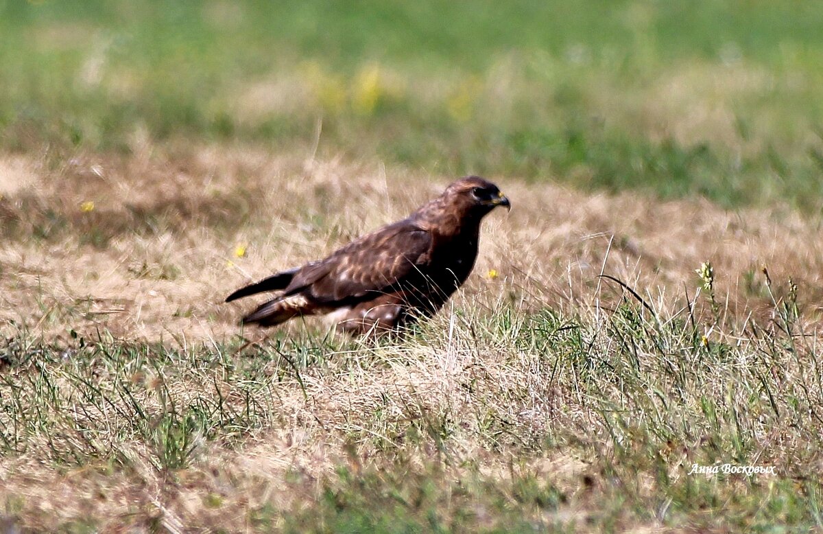 Канюк сарыч обыкновенный. - Восковых Анна Васильевна Канюк сарыч обыкновенный. - Восковых Анна Васильевна