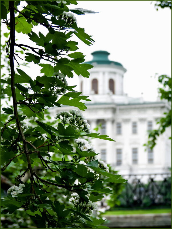 Май - Наталья Rosenwasser