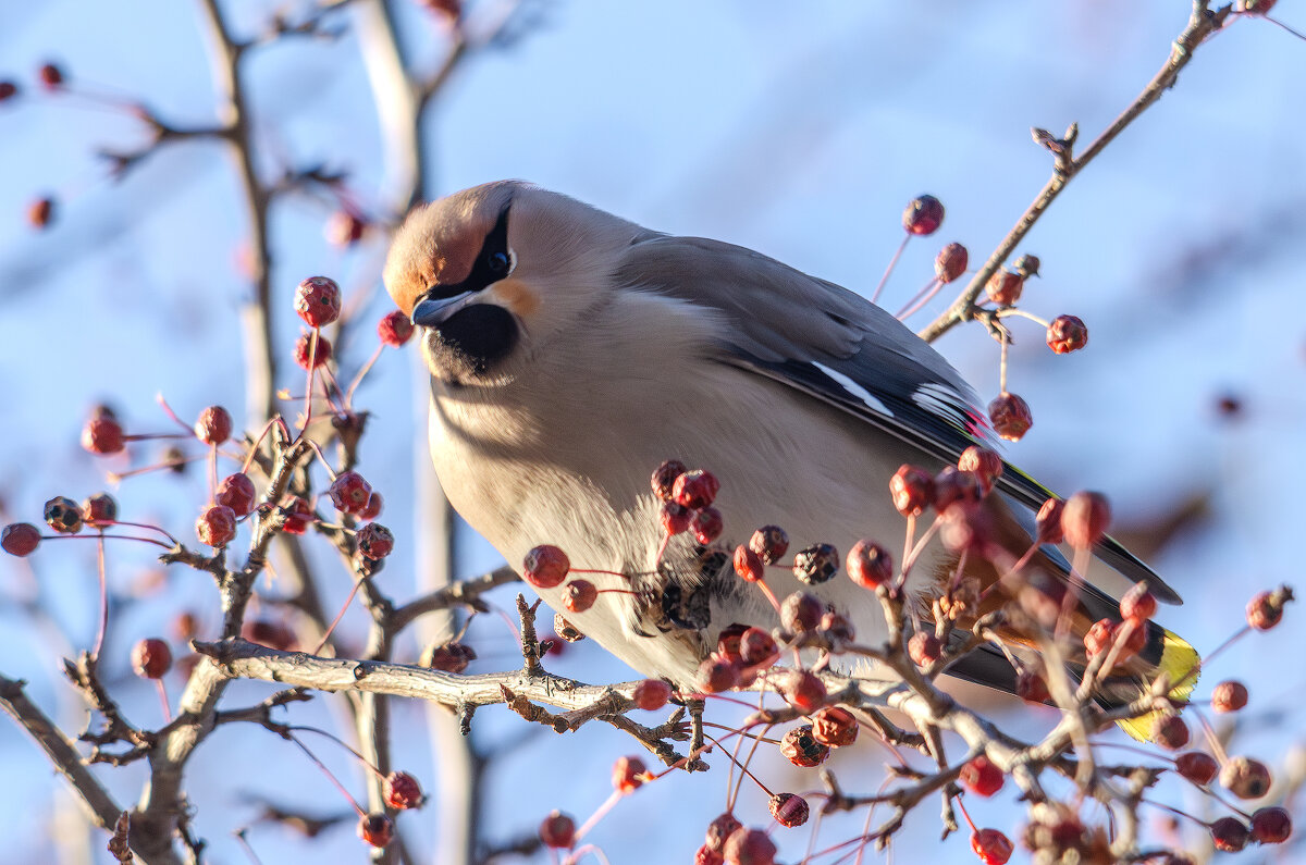Свиристель. - Виктор Иванович Чернюк Свиристель. - Виктор Иванович Чернюк