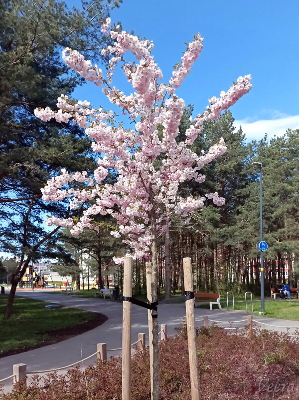 Молодая сакура - Veera V Молодая сакура - Veera V